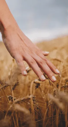 Main caressant des épis de blé doré dans un champ, sous un ciel lumineux.